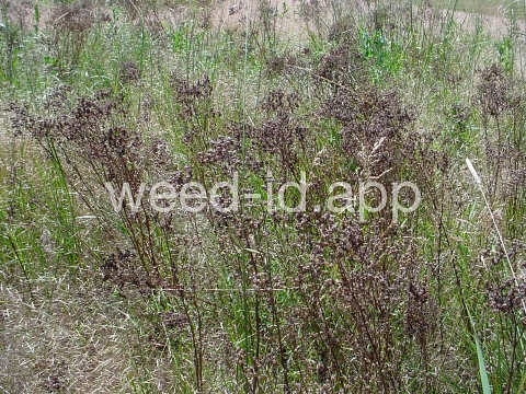 St. Johnswort, common